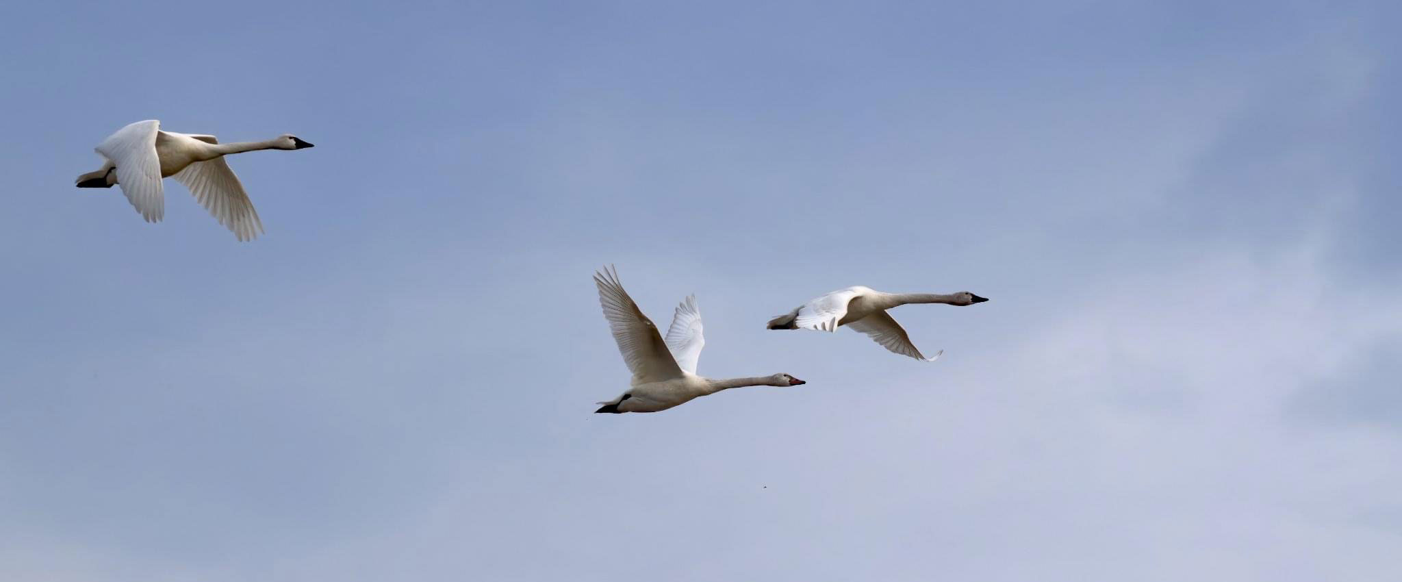 Tundra Swans in flight in the North Carolina sky. Photo by Robert J. Schellie.